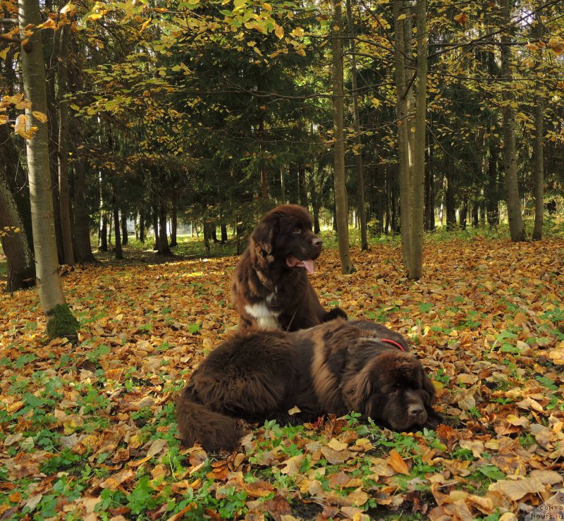 Фото: ньюфаундленд Фанньюф Арктика (Funnewf Arktika), ньюфаундленд Акватория Келвин Хизер Хани (Aquatoriya Kelvin Heather Honey)