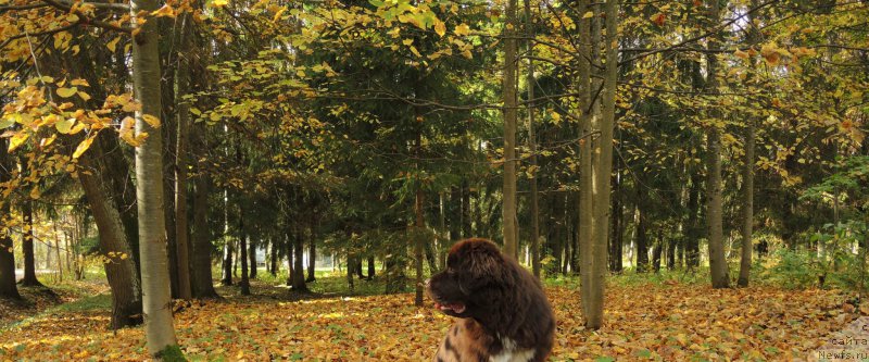 Фото: ньюфаундленд Фанньюф Арктика (Funnewf Arktika)