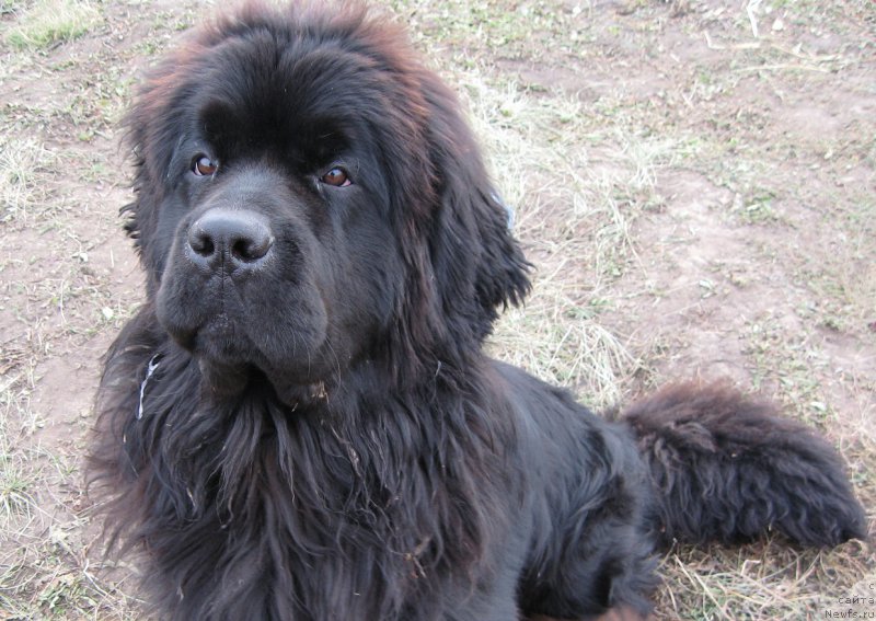 Фото: ньюфаундленд С'Нежная Вьюга Биг Рашшен Босс