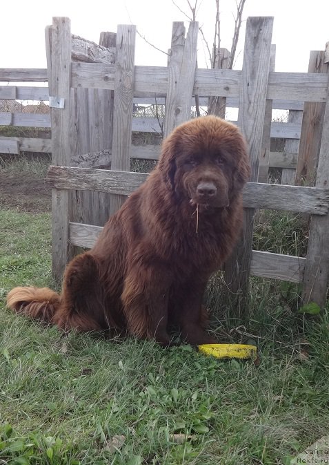 Фото: ньюфаундленд Фанньюф Авалон (Funnewf Avalon)