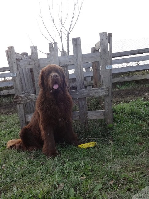 Фото: ньюфаундленд Фанньюф Авалон (Funnewf Avalon)