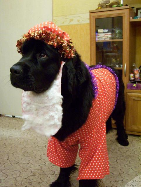 Фото: ньюфаундленд Ай Лав Рич (Ai Love Rich)