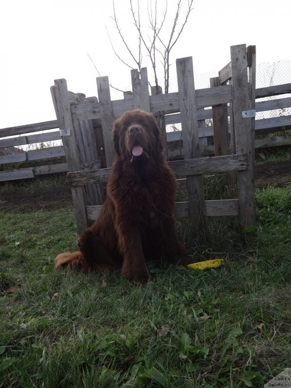 Фото: ньюфаундленд Фанньюф Авалон (Funnewf Avalon)