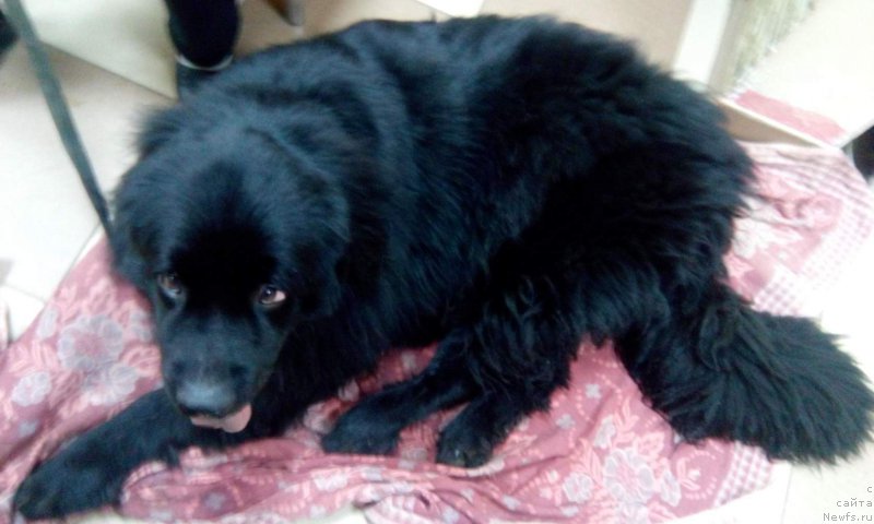 Фото: ньюфаундленд Преданный Друг