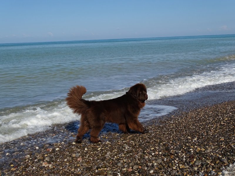 Фото: ньюфаундленд Ньюфорт Вивиан