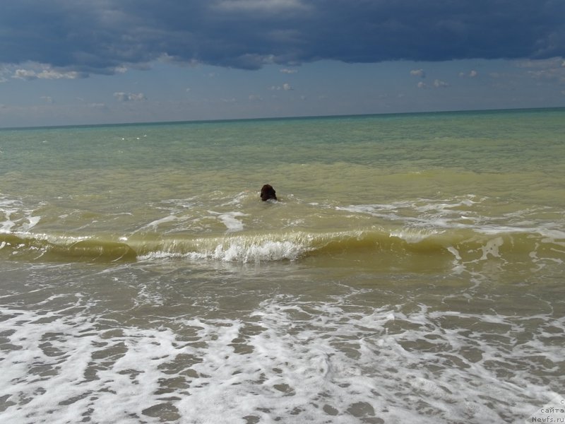 Фото: ньюфаундленд Ньюфорт Вивиан