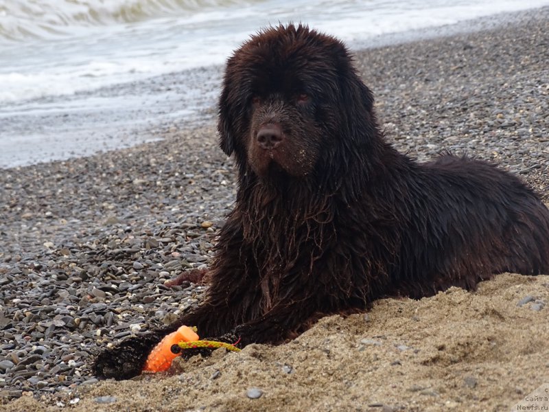 Фото: ньюфаундленд Ньюфорт Вивиан