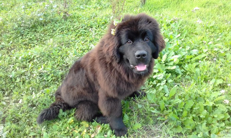 Фото: Златовласка