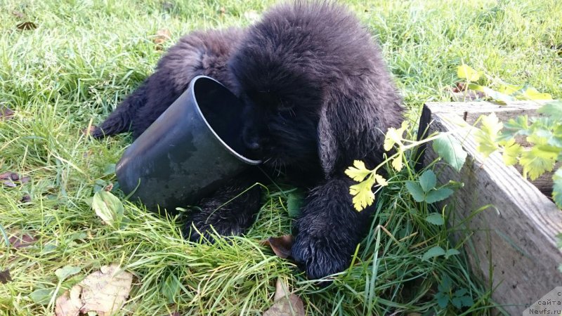 Фотография № 214926