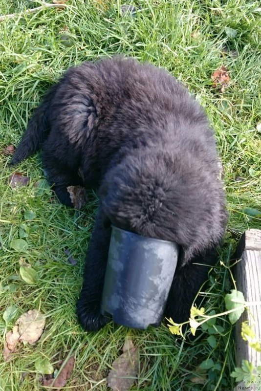 Фотография № 214927