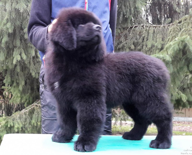 Фото: ньюфаундленд Моя Стихия Меджи Иви (Moya Stikhiya Medzhi Ivi)
