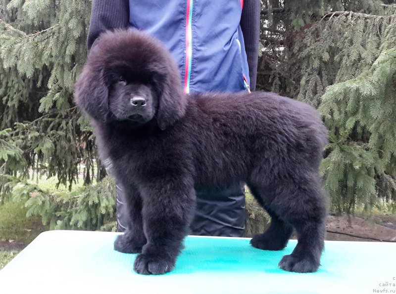 Фото: ньюфаундленд Моя Стихия Меджи Иви (Moya Stikhiya Medzhi Ivi)