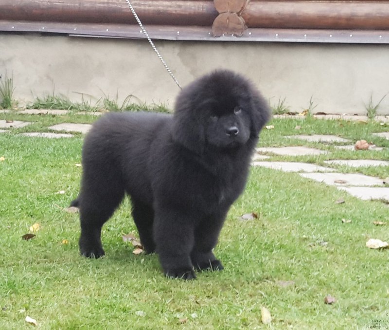Фото: ньюфаундленд Моя Стихия Меджи Иви (Moya Stikhiya Medzhi Ivi)
