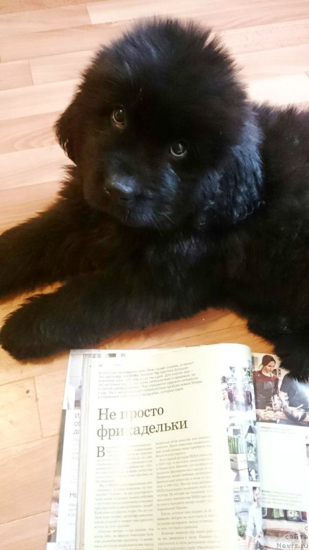 Фотография № 214941