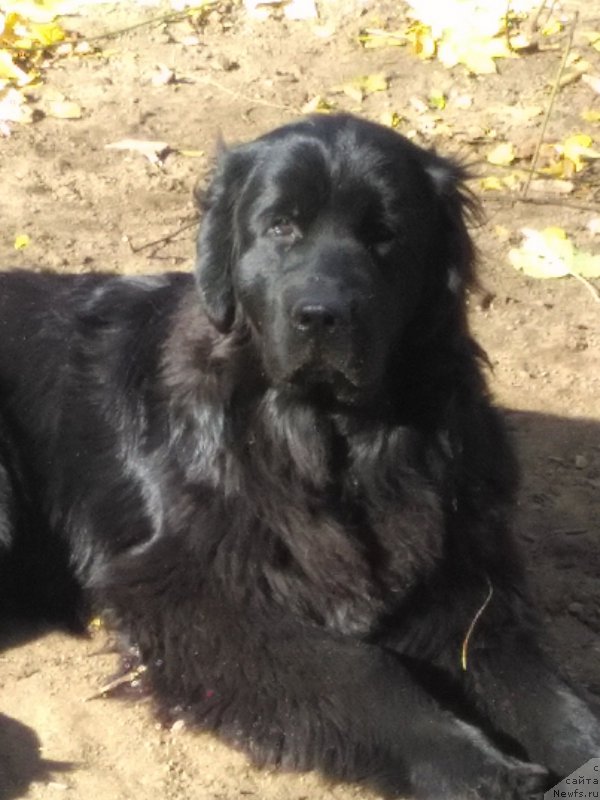 Фото: ньюфаундленд Персея из Антаграда (Perseja is Antagrada)