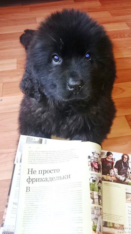 Фотография № 214944