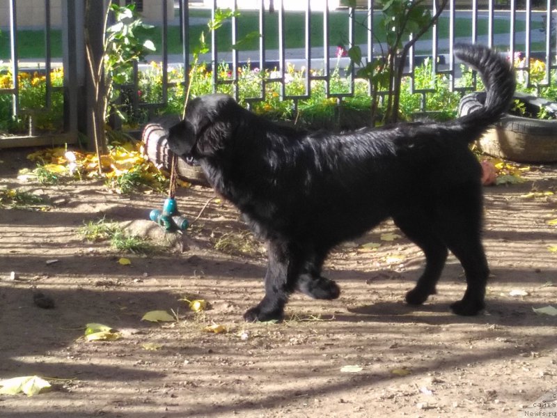 Фото: ньюфаундленд Парки из Антаграда (Parki is Antagrada)