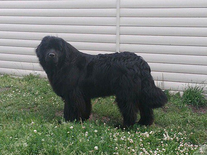 Фото: ньюфаундленд Карден Стремление к Гармонии