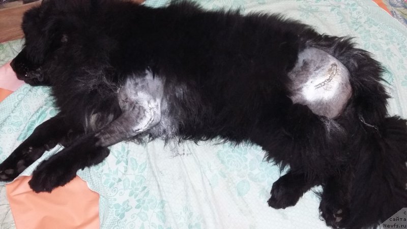 Фото: ньюфаундленд Преданный Друг