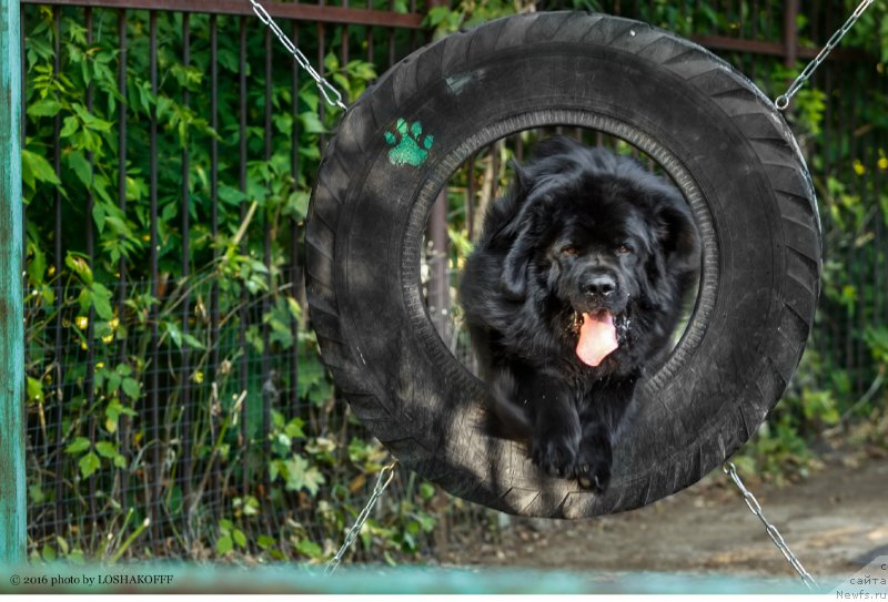 Фото: ньюфаундленд Вакула Олимпийский Мишка