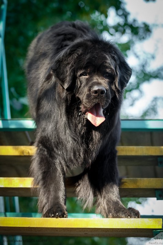 Фото: ньюфаундленд Вакула Олимпийский Мишка