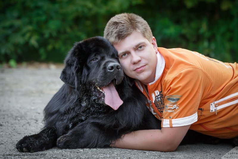 Фото: ньюфаундленд Вакула Олимпийский Мишка