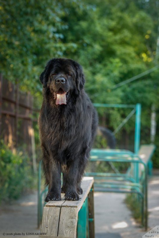 Фото: ньюфаундленд Вакула Олимпийский Мишка
