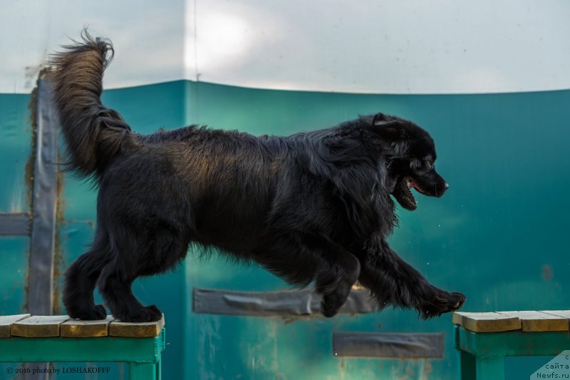 Фото: ньюфаундленд Вакула Олимпийский Мишка