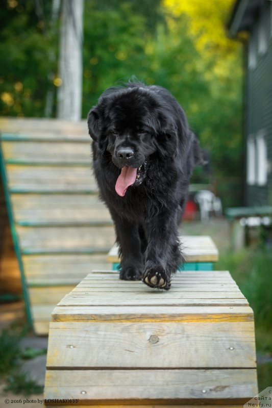 Фото: ньюфаундленд Вакула Олимпийский Мишка