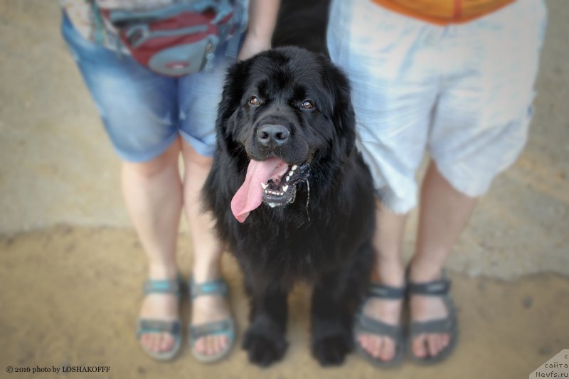 Фото: ньюфаундленд Вакула Олимпийский Мишка