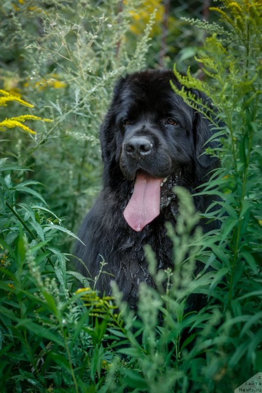 Фото: ньюфаундленд Вакула Олимпийский Мишка
