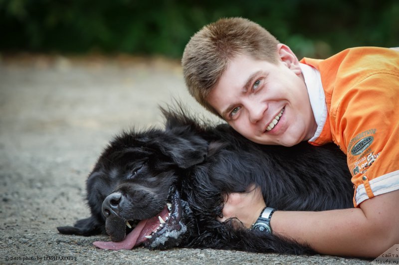 Фото: ньюфаундленд Вакула Олимпийский Мишка