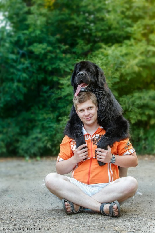 Фото: ньюфаундленд Вакула Олимпийский Мишка