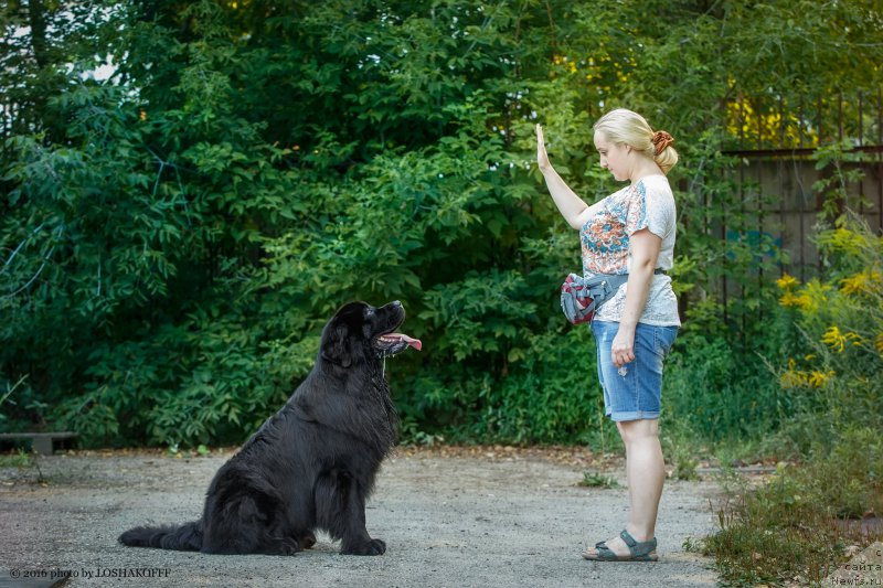 Фото: ньюфаундленд Вакула Олимпийский Мишка, Юлия Вашкина