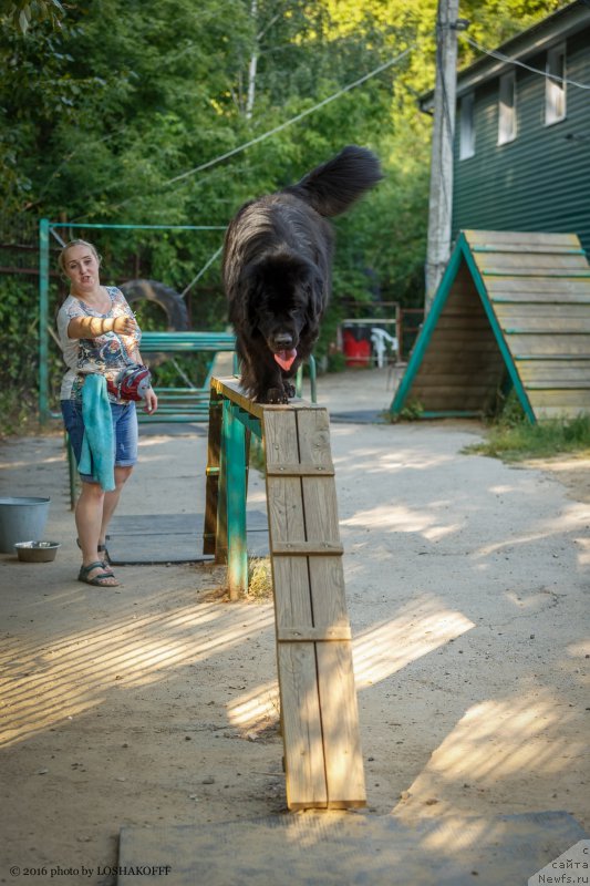 Фото: ньюфаундленд Вакула Олимпийский Мишка, Юлия Вашкина