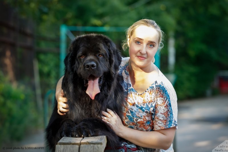 Фото: ньюфаундленд Вакула Олимпийский Мишка, Юлия Вашкина