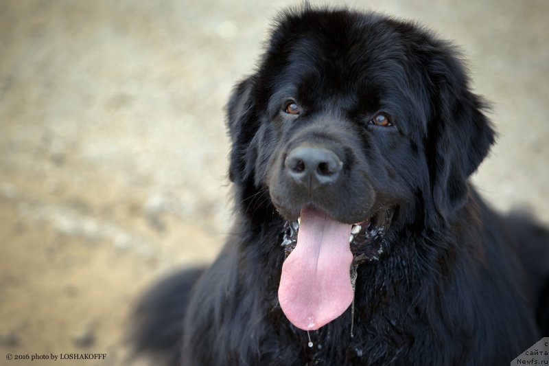 Фото: ньюфаундленд Вакула Олимпийский Мишка, Юлия Вашкина