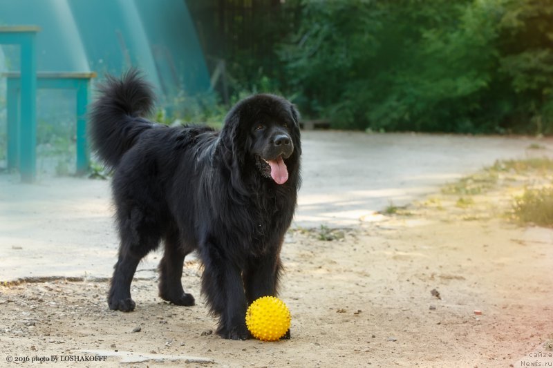 Фото: ньюфаундленд Вакула Олимпийский Мишка, Юлия Вашкина
