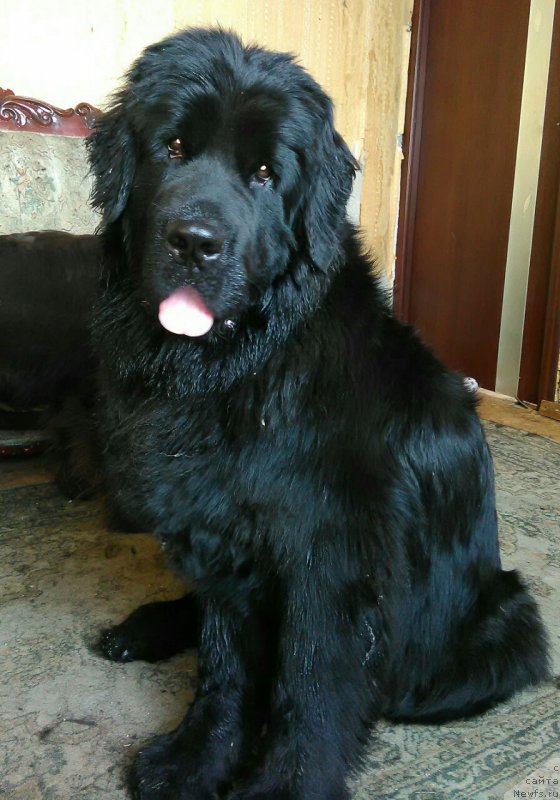 Фото: ньюфаундленд Ньюфорт Дивная Диана