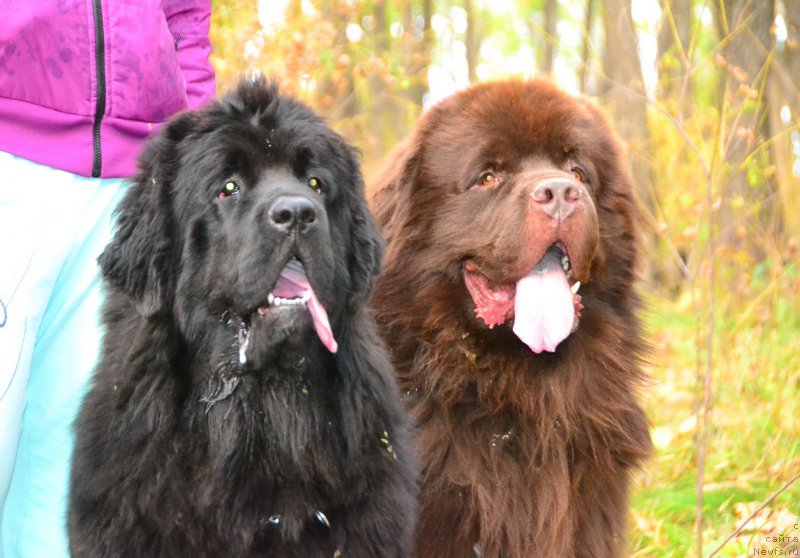 Фото: ньюфаундленд Талисман Моря Ла-Валетта, ньюфаундленд Акватория Келвин Риверданс (Aquatoriya Kelvin Riverdance)