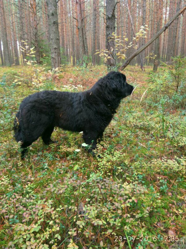 Фото: ньюфаундленд Помона из Антаграда (Pomona is Antagrada)