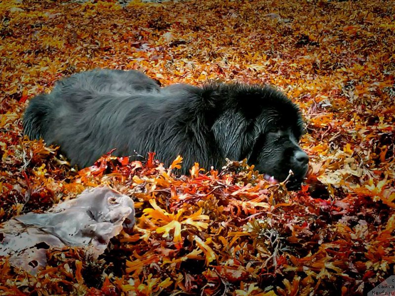 Фотография № 215000