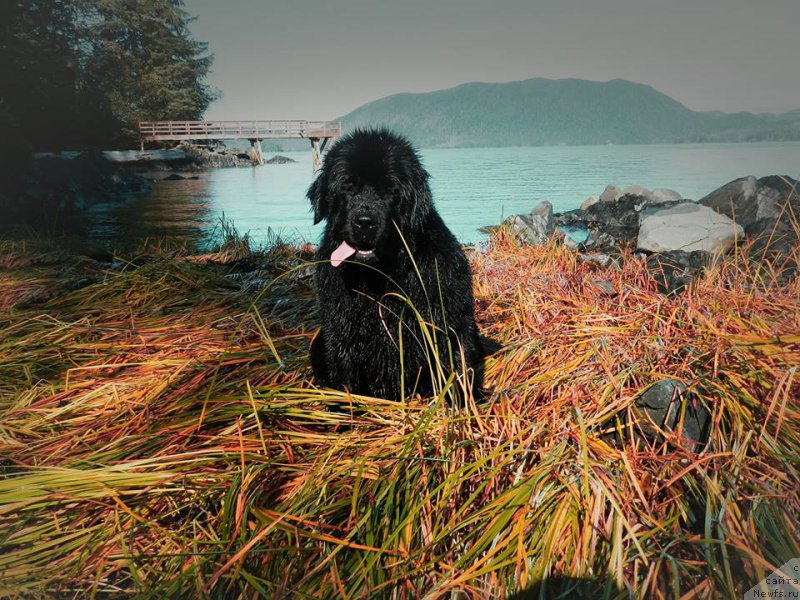 Фотография № 215001