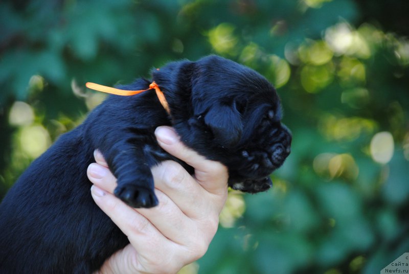 Фото: ньюфаундленд Моя Стихия Наварро Империал