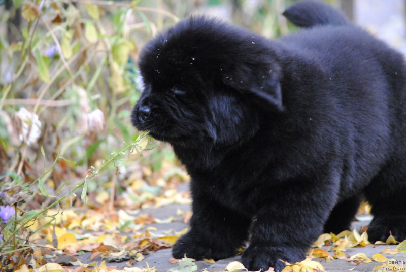 Фото: ньюфаундленд Моя Стихия Наоми Чёрная Пантера