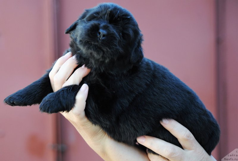 Фото: ньюфаундленд Моя Стихия Настасья Краса (Moya Stikhiya Nastasya Krasa)