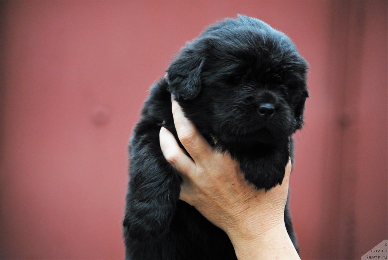 Фото: ньюфаундленд Моя Стихия Настасья Краса (Moya Stikhiya Nastasya Krasa)