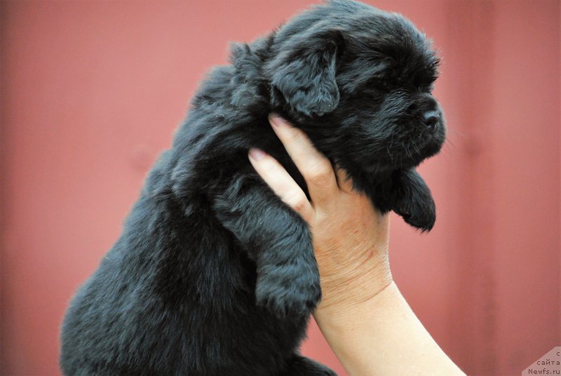 Фото: ньюфаундленд Моя Стихия Настасья Краса (Moya Stikhiya Nastasya Krasa)