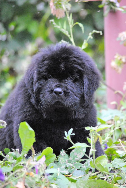 Фото: ньюфаундленд Моя Стихия Настасья Краса (Moya Stikhiya Nastasya Krasa), ньюфаундленд Cristalmar Cadeaux de Noel, ньюфаундленд Хариетта Ембодимент оф а Греат Претендер (Harrieta Embodiment of a Great Pretender)