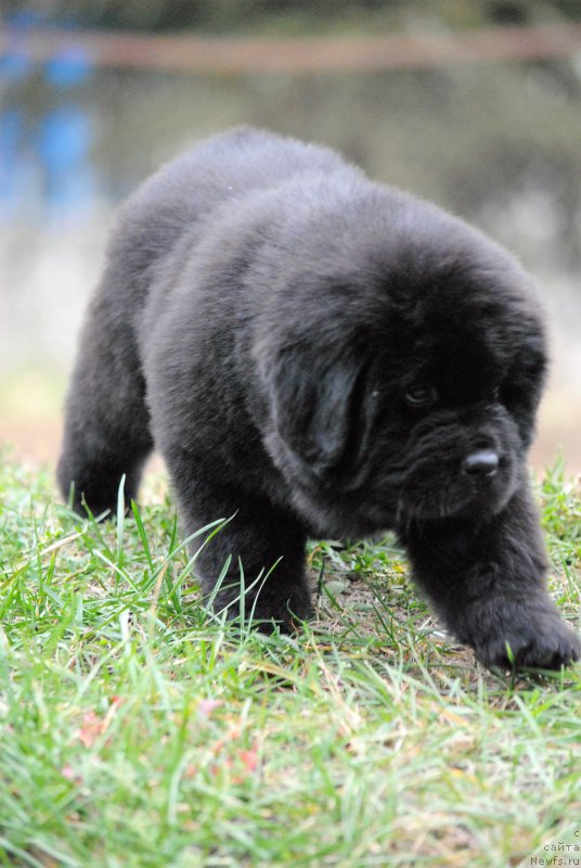 Фото: ньюфаундленд Моя Стихия Настасья Краса (Moya Stikhiya Nastasya Krasa)